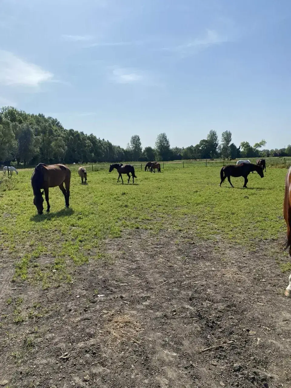 Pension pour chevaux